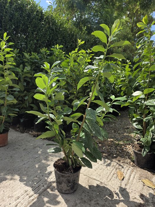 Prunus Laurocerasus Novita