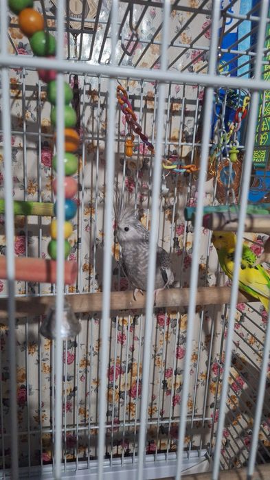 Волнистый попугай и корелла