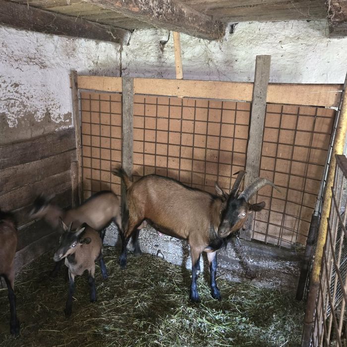Țap Alpin Francez