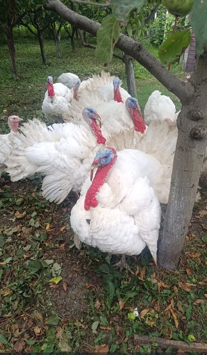 Vând curcani cu greutate între 10kg și 20kg.