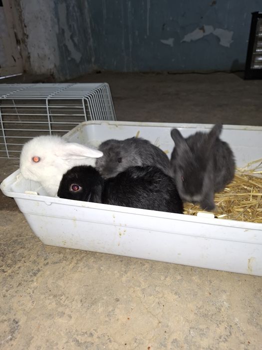 Кролик Баран 
Quyon Baran Karlikoviy
Карликовый Баран Кролик. 

Продае