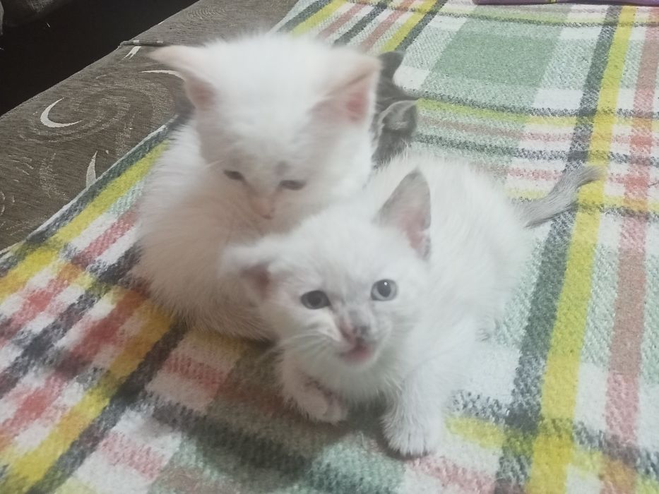 Отдам сиамских котят в добрые руки