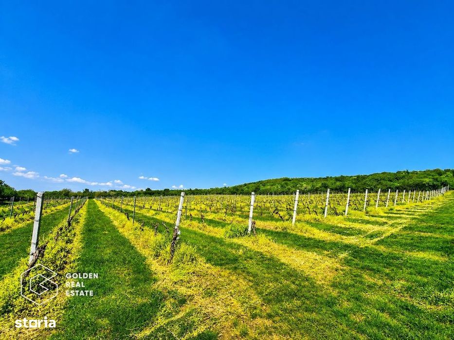 1,35 hectare vie pe rod (Cabernet si Merlot), Siria