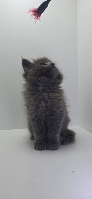 Продается котенок мейн-кун