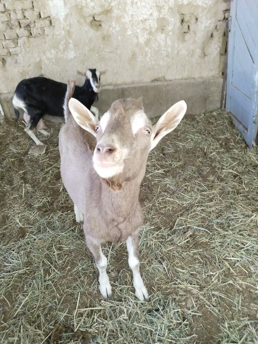 Мини фермага. 100% лик Тогенбург эчкилар сотилади.