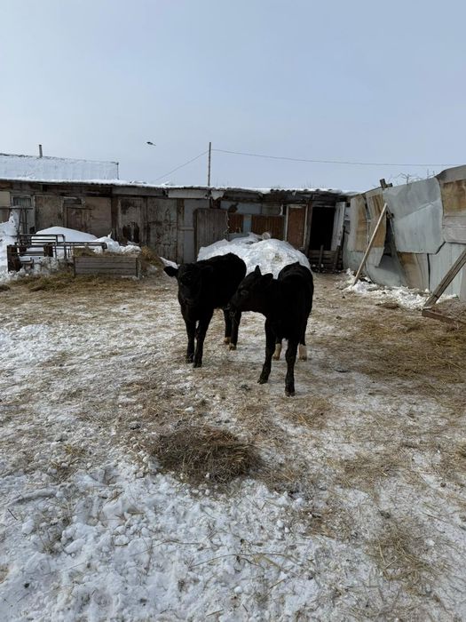 Телята подсосы 2.5 месяца