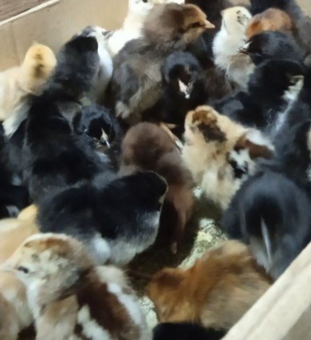 Шожелер сатылады месный шаитан