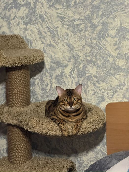 Ищем симпатичную бенгалочку