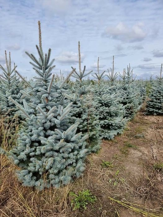 Brazi arginti și verzi