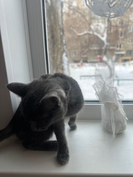 Отдам срочно Котенка британка