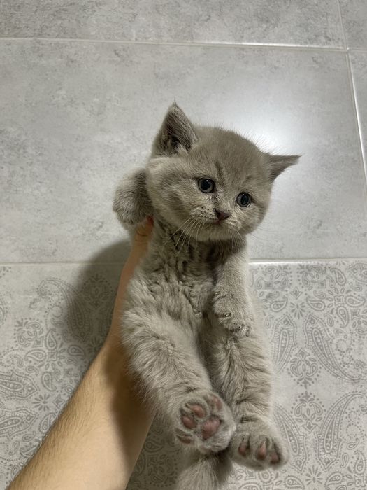 Британские котята