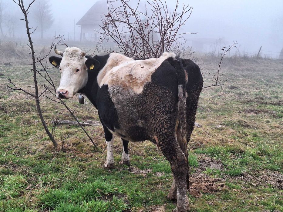 Vând vacă gestantă.