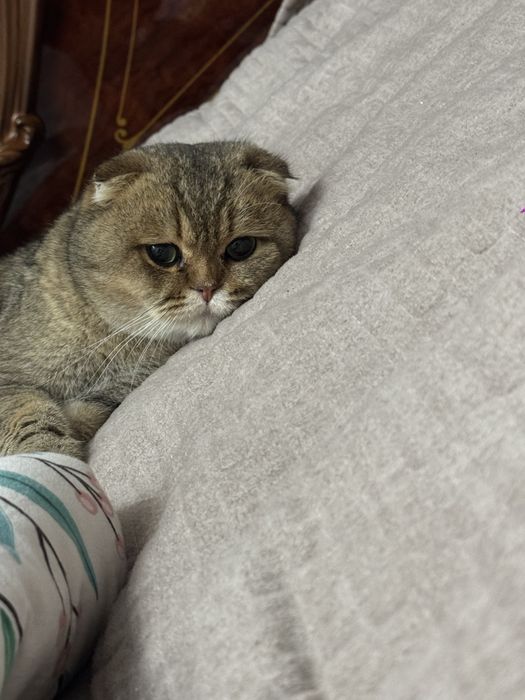 залотой шиншила сотилади