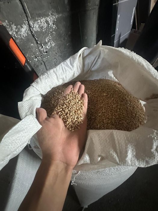 Продам зерно пшеницы в мешках
