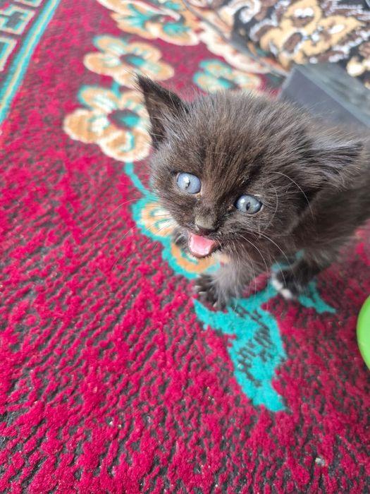 Отдам котенка в добрые руки……………………………………………………………………………………………………………..