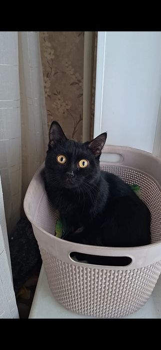 Милый добрый котик Басик в добрые руки!