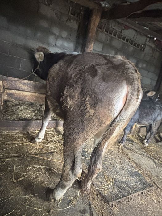 Vand juninca detali la telefon