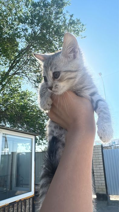 Котенок мальчик в добрые руки