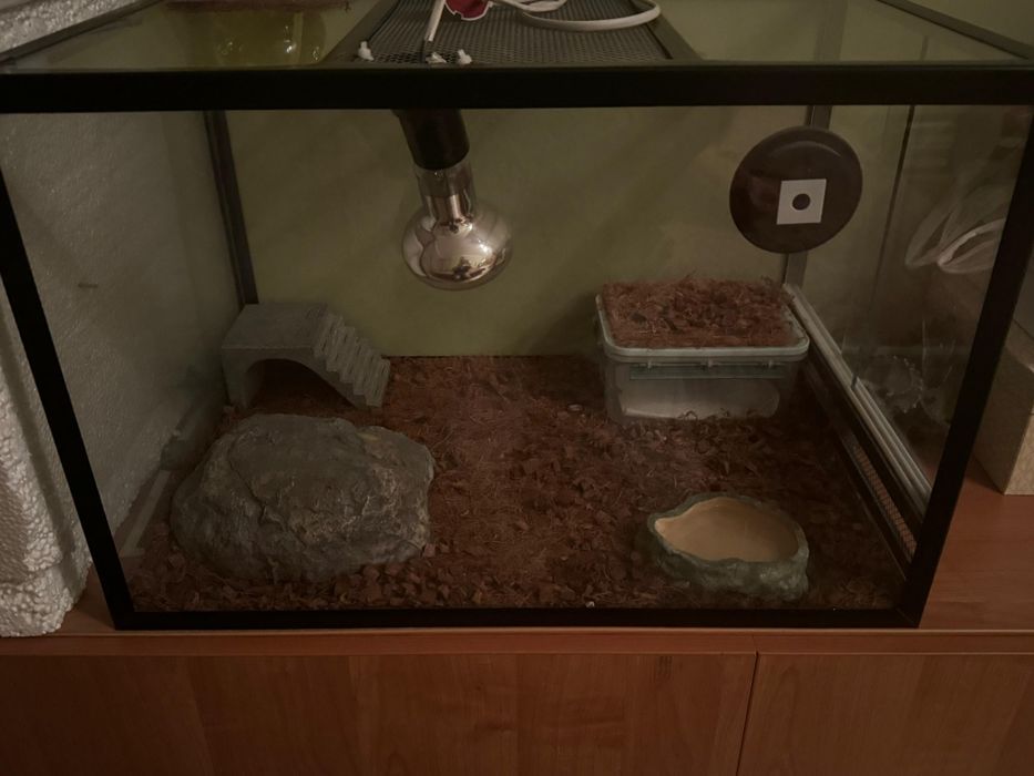 Эублефар Морфа Rainwater Albino