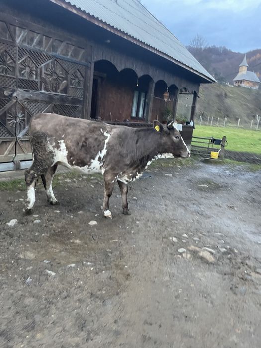 Vand junincă gestanta 5 luni