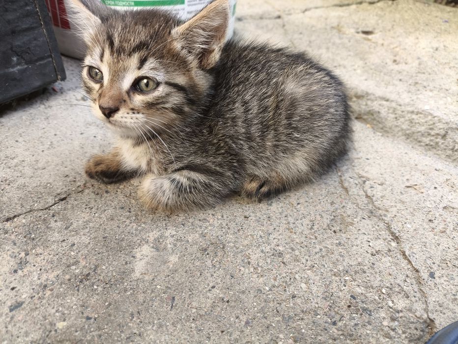 Отдам котят 1.5 месяца