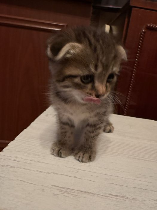 Котята шотландские