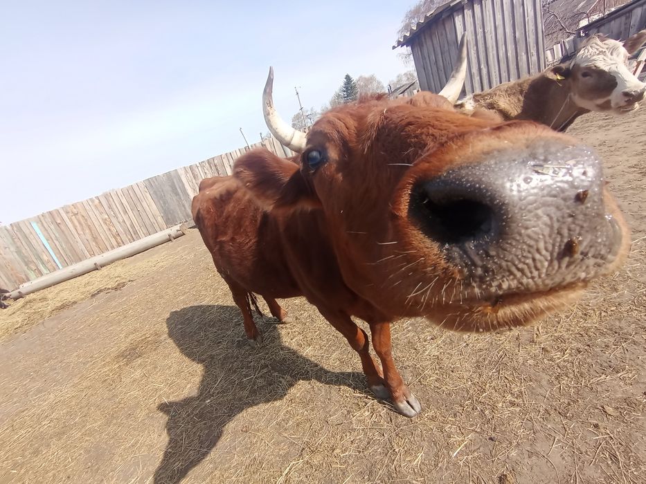 Продам стельную корову