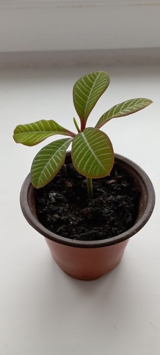 Комнатный цветок молочай...