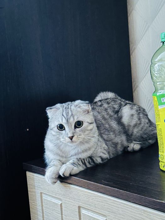 Продоется шотландская вислоухая кошка!