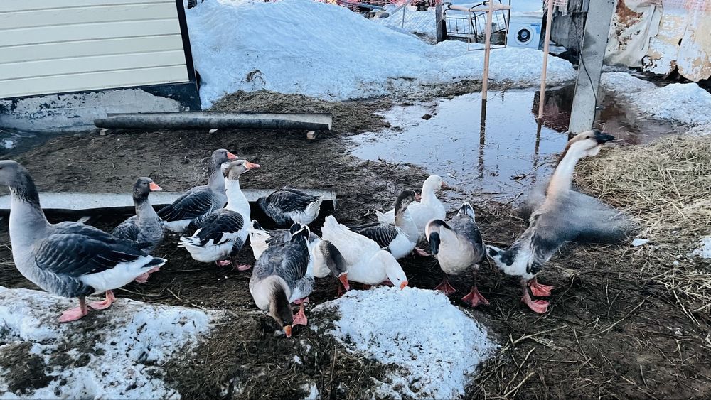 Үй қазы сатылады  Продается домашный гуси