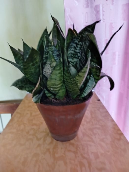 Шикарное комнатное растение  Сансевьера Хана