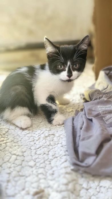 Котята в добрые руки бесплатно!