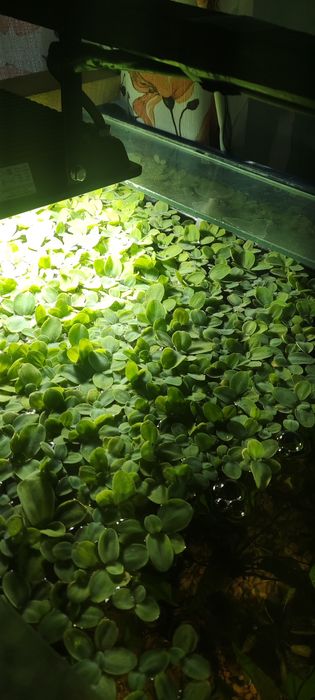 Пистия растение  для аквариума