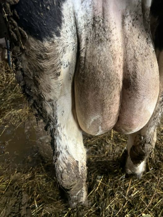 Vând vaca de lapte olandeza