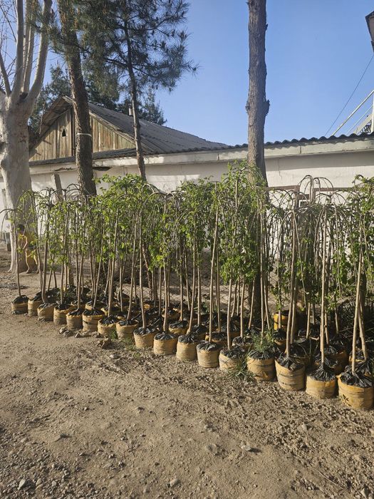 Gullar archa chapa tut