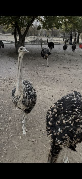 Страус. Туякуш