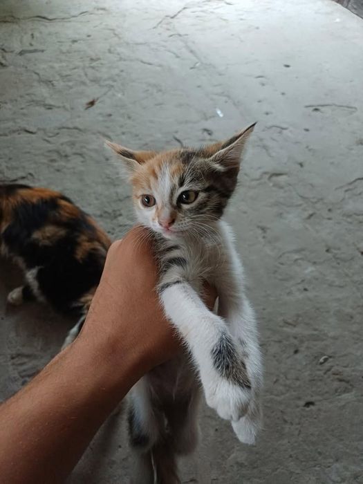 Отдам котят в заботливые и любящие руки