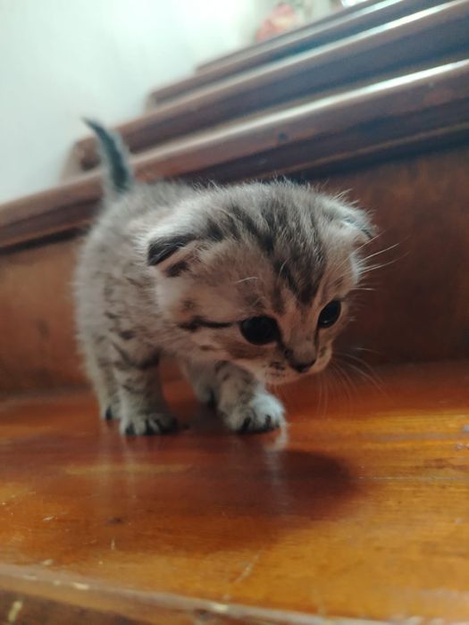 Продам шотландских котят