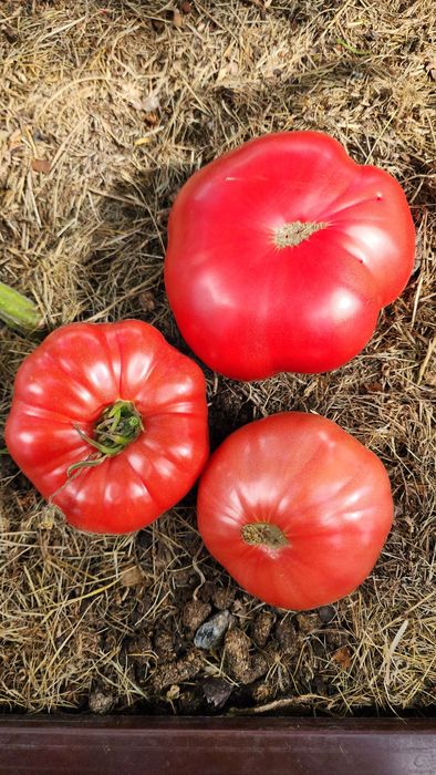 Рассада помидоры