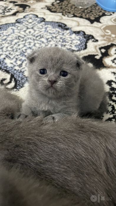 сотилади мушукчалар