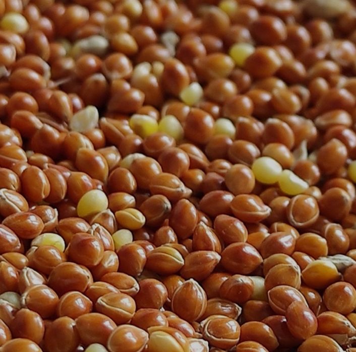 Просо красное уражай 2024