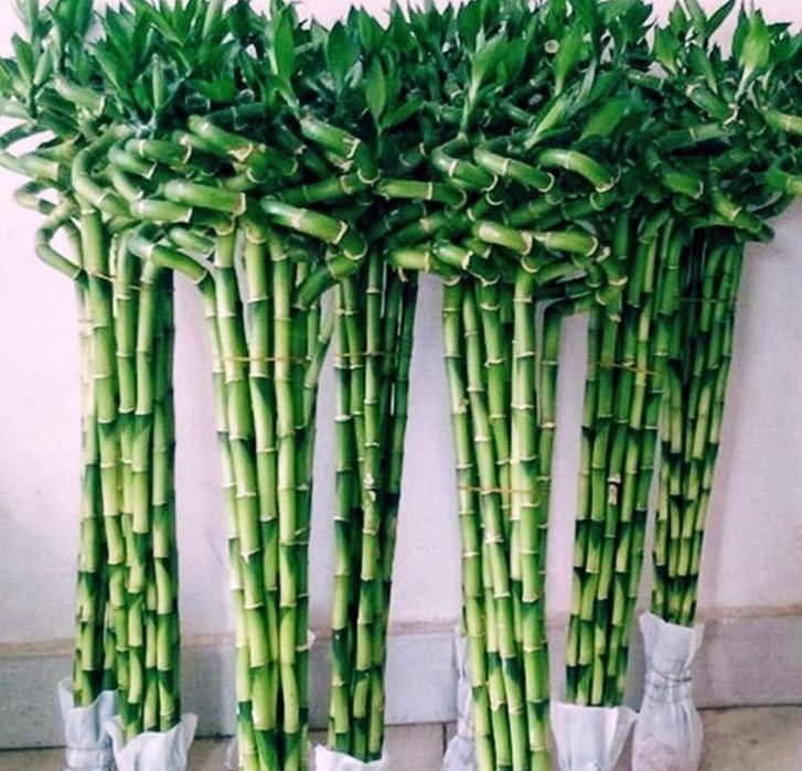 Бамбук драцена в огромном ассортименте