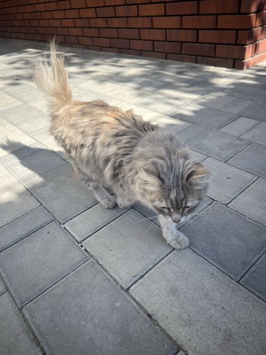 Котенок в ответственные руки