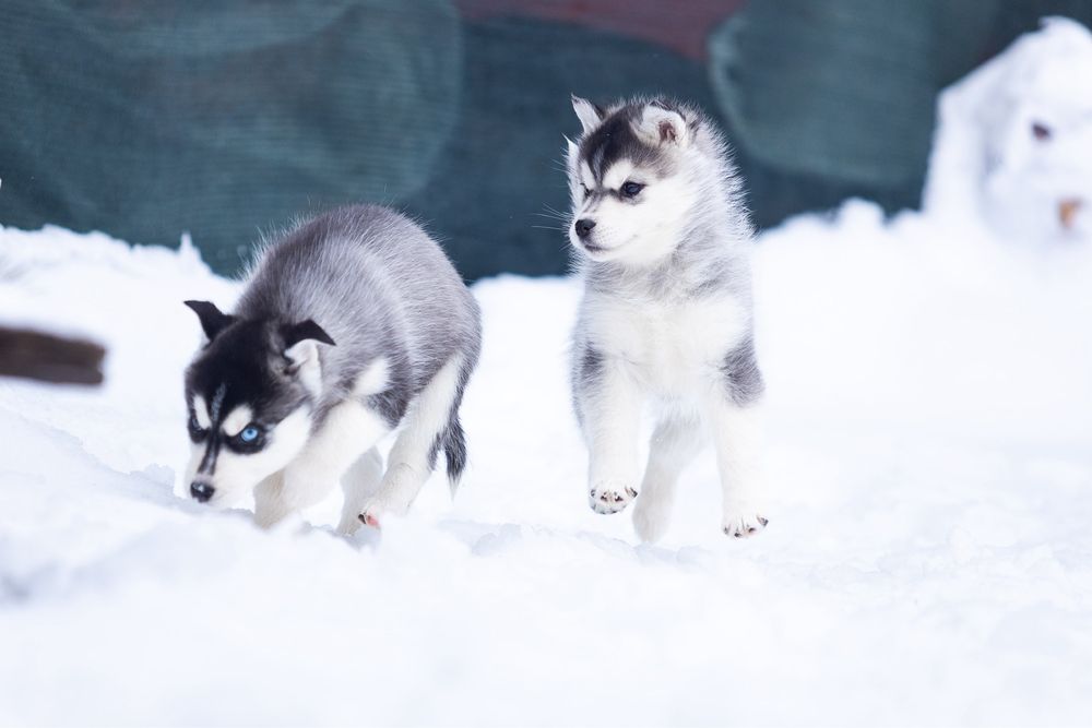 Девочка и Мальчик породы Сибирский Хаски щенки