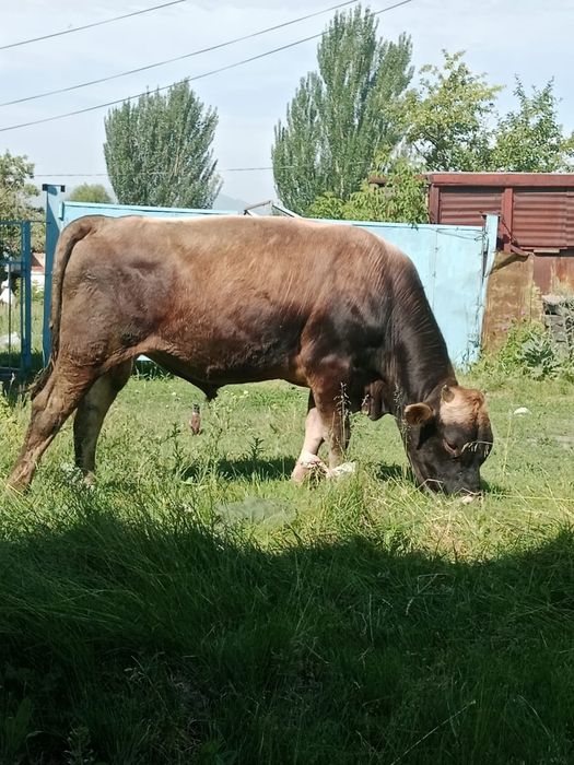 Продам 2 быка.  Возраст 2.5 года