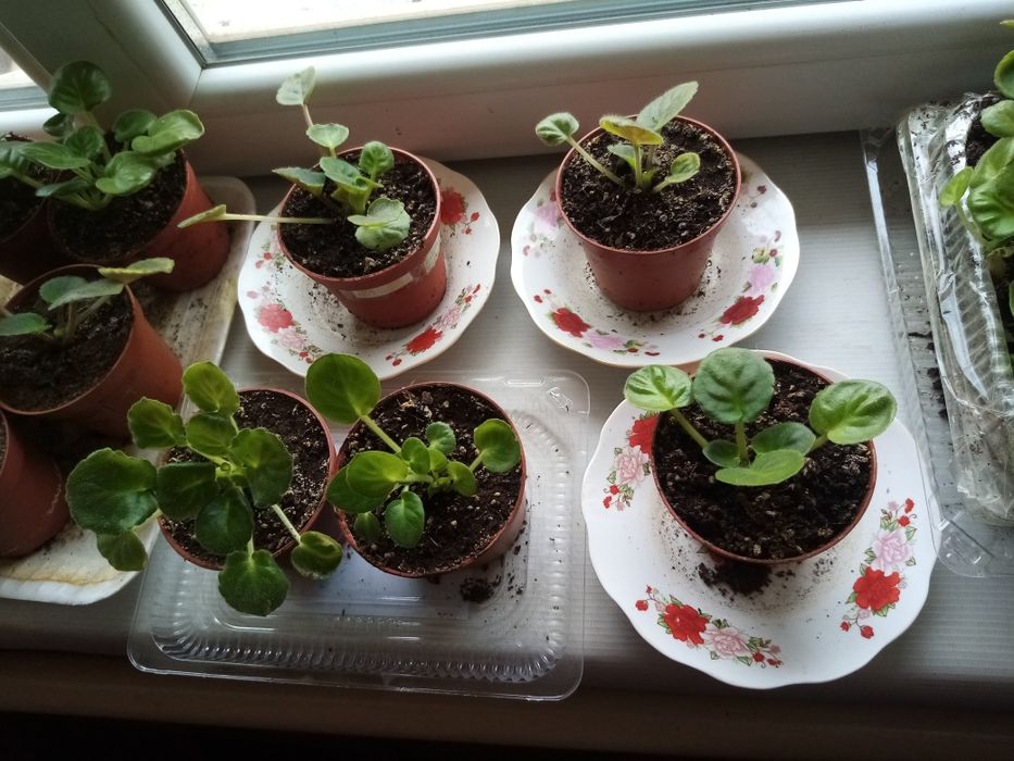 Фиалки маленькие