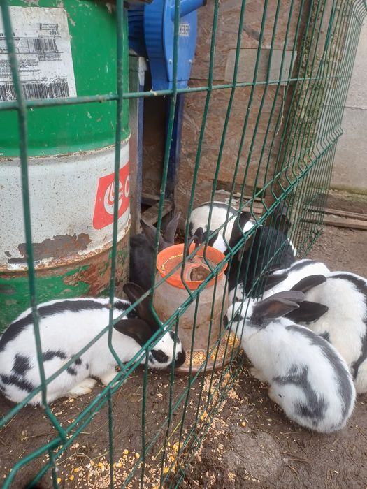 Iepuri fluture german,pui si adulti