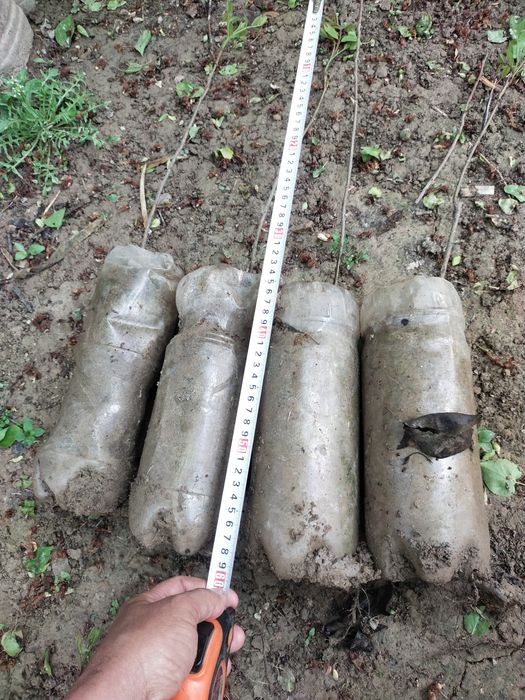 Фундук кучатлари