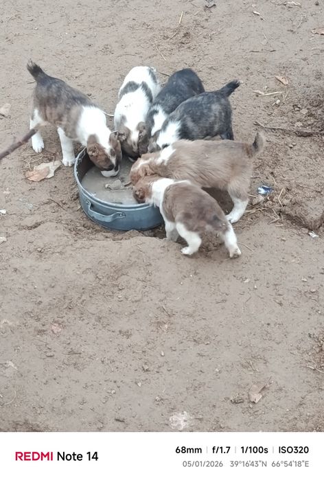 Alabay kuchukchalari