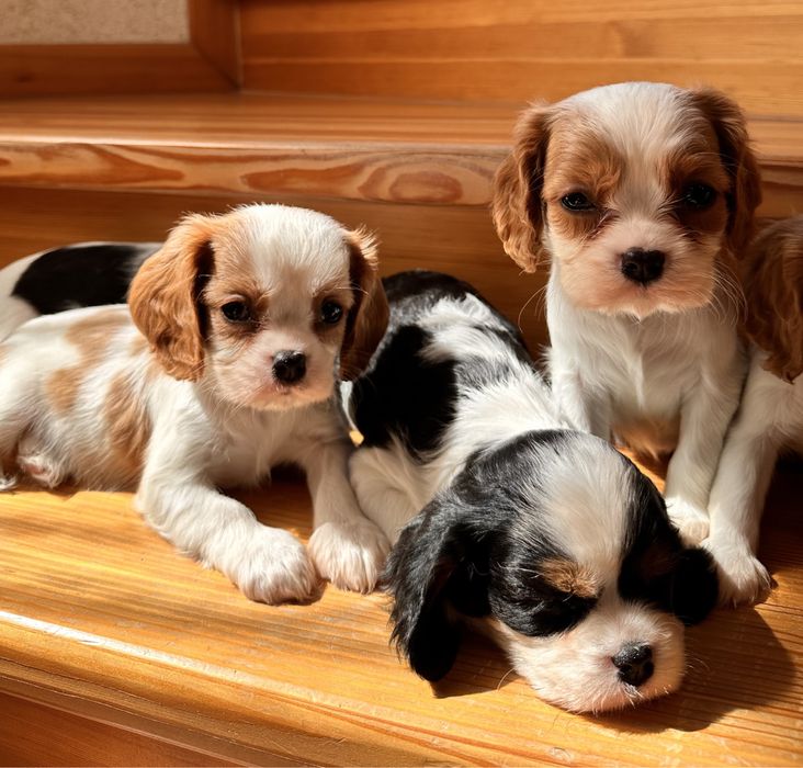 Щенки Кавалер Кинг Чарльз Спаниелей